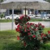 Ahşap Bahçe,Otel,Kafe,Plaj Şemsiye ,Makrome Şemsiye