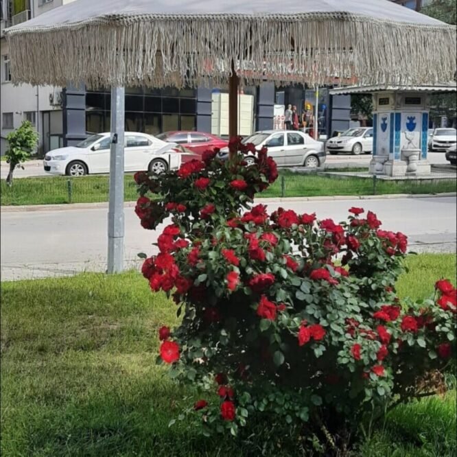 Ahşap Bahçe,Otel,Kafe,Plaj Şemsiye ,Makrome Şemsiye