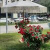 Ahşap Bahçe,Otel,Kafe,Plaj Şemsiye ,Makrome Şemsiye